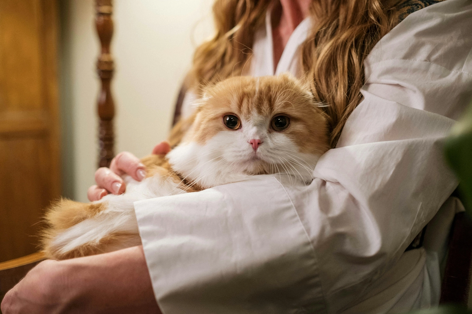 Ines Facius - Reiki - Lebensberatung -  Reiki Behandlungen auch für Tiere. Bild einer Katze